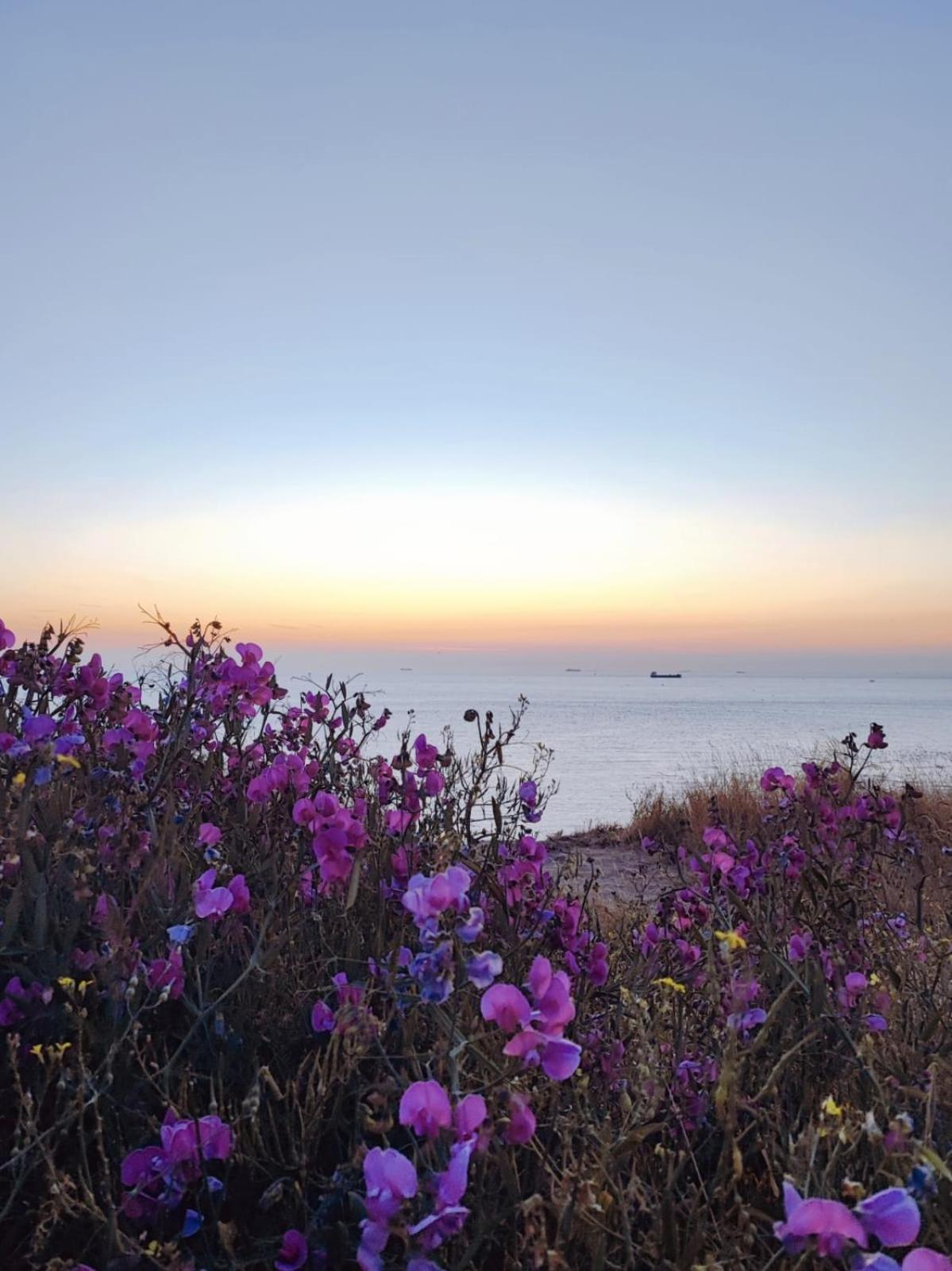 Fenetre Sur Maison Vue Splendide Équihen-Plage
